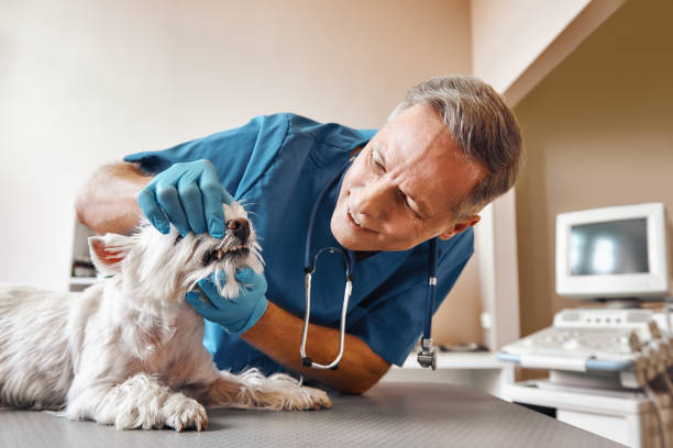 Best Emergency Gum Treatment in Loris, SC